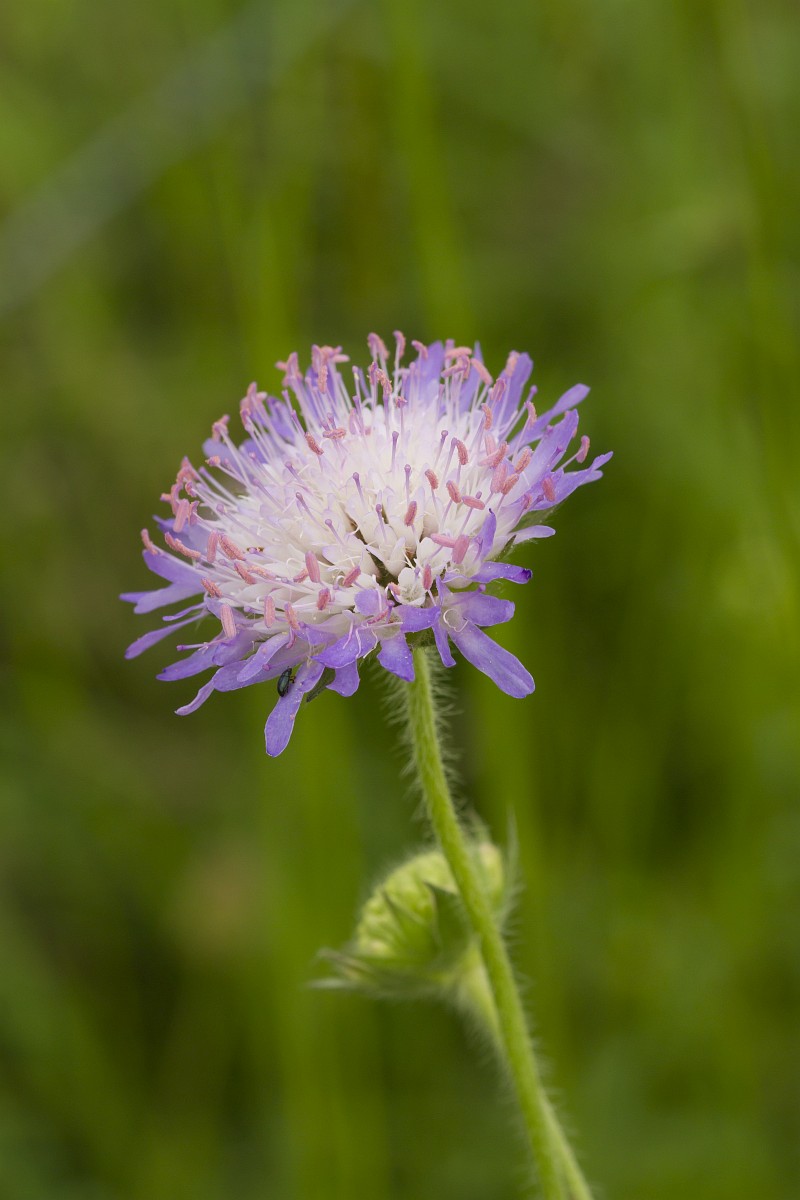 Knautia Arvensis Field Scabious knautia-arvensis-field-scabious